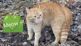 A song  Meow Number 12  Cat in the forest 💚😺 [upl. by Theta]