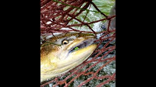 Fly Fishing for King Salmon fishing flyfishing [upl. by Mcclish]