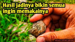 Mantan makhluk hidup ratusan ribu tahun yg lalu Amonite golden batu akik mewah saksi bisu dunia [upl. by Auqenwahs]