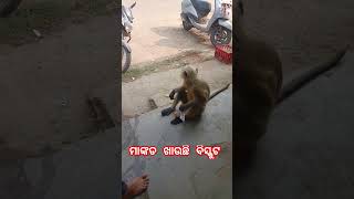 ❗ମାଙ୍କଡ ଖାଉଛି ବିସ୍କୁଟ ❗monkey monkeyvideo monkeydluffy monkeybaby monkeylove monkeyking [upl. by Niels]