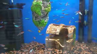 Fish tank care guide Everything you need to know [upl. by Ellehciram]