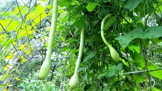 Zucchino Rampticante  Tromboncino Squash The most versatile and beautiful squash [upl. by Kciregor110]