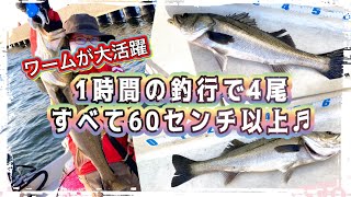 シーバス1時間の釣行で4尾すべて60センチ以上ワームが大活躍 [upl. by Kentiga]