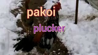 MA pakoy plucker 2018 [upl. by Annitsirhc188]