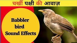 चर्खी पक्षी की आवाज़  babbler bird sound  bird sound [upl. by Anialam]