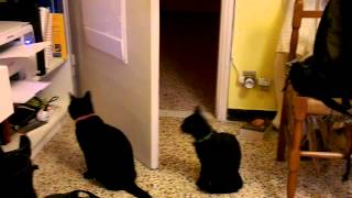 cats vs samsung scx3400 laser printer [upl. by Darin]