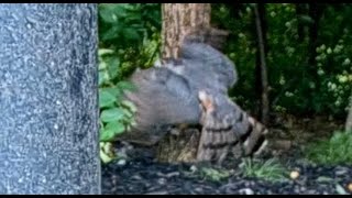 Hawk Slams into a Tree at BWHQ [upl. by Cori782]