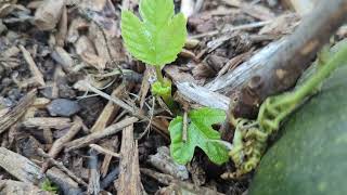 Figs cuttings jammed in ground [upl. by Aiela558]