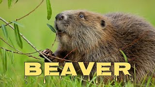 Beaver sound beaver scream [upl. by Ellehctim]