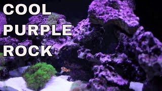 Using Corallife Purple Tech to grow coralline algae for your reef tank [upl. by Osborn]