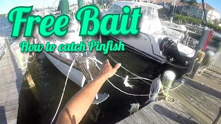 Fishing Tip How to Catch Pinfish Tips amp Tricks [upl. by Christina290]