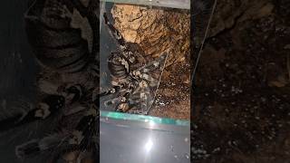 Madarpók etetés 🕷️ Poecilotheria regalis tarantula spider [upl. by Ennirroc]