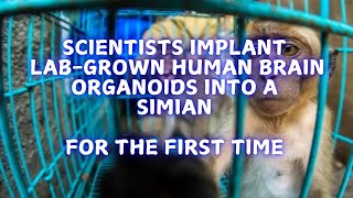 Implanting labgrown human brains into monkeys [upl. by Kally765]