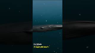 Whale Speed Comparison  3D Comparison  Whale Speed Comparison in 3D  Whale size comparison 3D [upl. by Tnerb285]