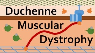 Duchenne Muscular Dystrophy and Dystrophin [upl. by Aciram313]