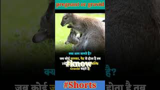 pregnant and gravid knowledge motivation shortvideo facts short viralvideo shortsfeed [upl. by Annaerda602]