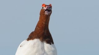 Voices Willow Ptarmigan [upl. by Cosimo]