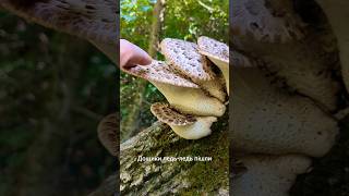 Ціла грона грибів Трутовик Polyporus squamosus shorts [upl. by Gnilhsa]