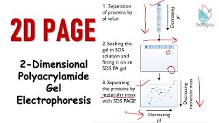 2D polyacrylamide gel electrophoresis  2D PAGE [upl. by Dlopoel503]