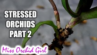 Rejuvenating stressed Orchids Part 2  Buried stem and stem rot [upl. by Hindu]