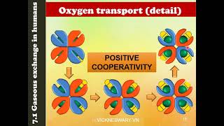 Biology STPM Haemoglobin amp Oxygen Transport [upl. by Nosyerg]