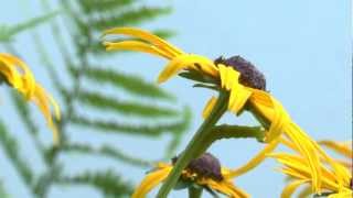 Raupe frißt Sonnenhut Zeitraffer Caterpillar eats coneflower Time Lapse Panasonic X909 [upl. by Supmart]