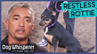 Hypersensitive Rottweiler Mix Needs Cesars Help  Dog Whisperer With Cesar Millan [upl. by Nathanael449]