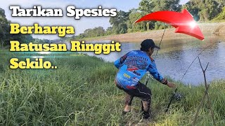 Pancing Ikan Keli Besar dapat tangkapan luar biasa [upl. by Delphina]