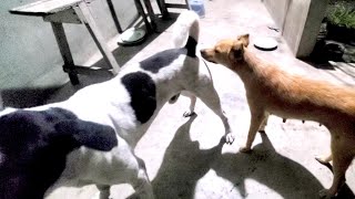 Good Dog Videos  Dashing  Brave and Funny 620 anjing dog doglover animals Regaranimals22 [upl. by Tenaej]