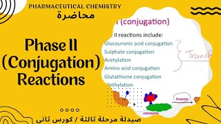 عضوية وزاري  شرح مهم خاص ب phase 2 II metabolism [upl. by Elreath]