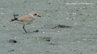 Kentish Plover Charadrius alexandrinus [upl. by Ahsiel]