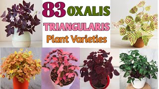 83 OXALIS TRIANGULARIS SPECIES  Oxalis Plant Varieties with Names  Plant and Planting [upl. by Coffin]