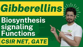 Gibberellin hormone biosynthesis and gibberellin function [upl. by Durham]