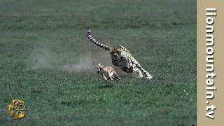 Cheetah 🐱 high speed Gazelle hunt  CLASSIC WILDLIFE [upl. by Haidabez]