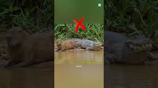 Do Crocodiles Eat Capybaras 😱 [upl. by Oinotnas754]