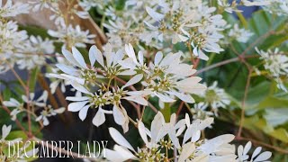 Fragrant Winter Plant Snowflake Plant or December Lady [upl. by Khano970]