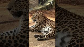 BANNERGHATTA LEOPARDS leopard tiger safari bannerghatta bannerghattabiologicalpark [upl. by Alexio791]