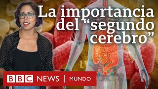 Por qué son tan importantes los microbios del intestino al que llaman quotsegundo cerebroquot [upl. by Naruq]