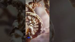 The DNA 🧬  deoxyribonucleic acid  Medical 🩺 3D Animation Video  shorts dna [upl. by Ettegdirb691]