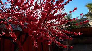 Red Flowering Peach Tree Prunus Persica [upl. by Demakis]