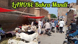 Bakra Mandi Shalimar Lahore Bagh Sunday update Lahore Pakistan [upl. by Nessah]