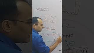 Nitrates inhibit the phosphorylation of myosin light chain kinase [upl. by Iormina]