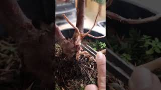 Double trunk juniper bonsai transformation [upl. by Ilana]