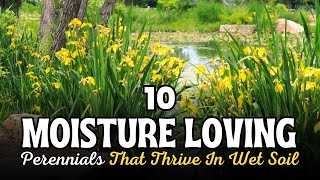 10 Moisture Loving Perennials That Thrive In Wet Soil 💦 Wet Garden Plants 💚 [upl. by Nevaj352]