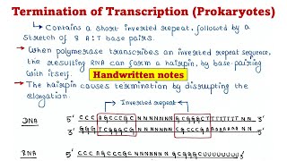 Prokaryotic transcription  Termination [upl. by Leahplar]