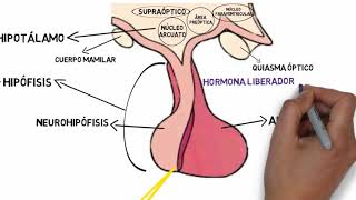 Eje hipotálamo hipófiso ovárico [upl. by Ettesyl404]