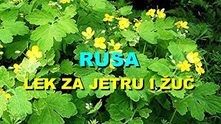 RUSA  LEK Za JETRU i ŽUČ [upl. by Ottilie855]