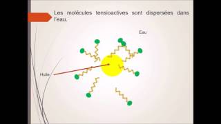 Formation des micelles [upl. by Sybila]