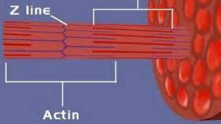 Muscular System Sliding Filament Theory 1 [upl. by Alic]