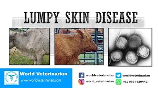 Lumpy Skin Disease [upl. by Medovich394]